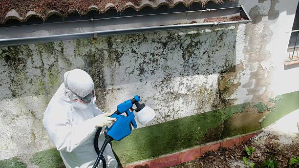 Top rated local Mold Remediation specialists in Somerville, TN